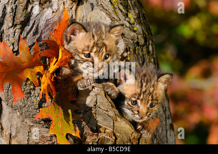 Paar vorsichtig Bobcat Kätzchen herausschauen aus der Mulde des Baumes mit Herbstfarben Stockfoto