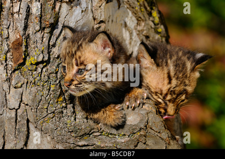 Paar neugierig Bobcat Kätzchen herausschauen aus der Mulde des Baumes mit Herbst Farben Lynx Rufus Minnesota USA Stockfoto