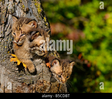 Drei Geschwister Bobcat Kätzchen aus einem hohlen Baum-Heim in ein Herbst-Wald Stockfoto