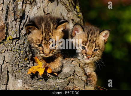 Zwei niedliche Bobcat Kätzchen herausschauen aus der Mulde des Baumes im Herbst Stockfoto