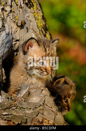 Zwei Bobcat-Kätzchen herausschauen aus der Mulde des Baumes im Herbst Stockfoto