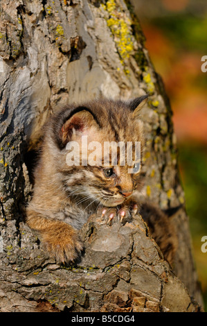 Bobcat Kätzchen spähen aus einem hohlen Baum-Heim in einem Wald mit Herbstfarben Stockfoto