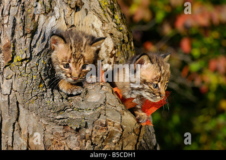 Paar erschrocken Bobcat Kätzchen herausschauen aus der Mulde des Baumes im Herbst Canis Lynx Rufus Minnesota USA Stockfoto