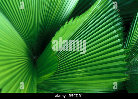 Palmen Sie wedeln Kuala Lumpur malaysia Stockfoto