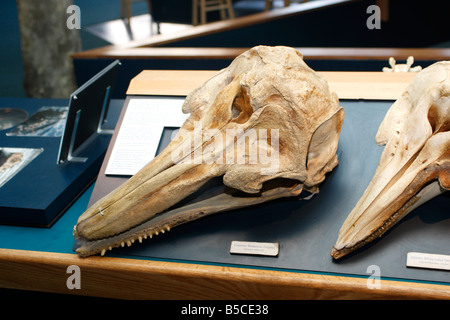 Gemeinsamen Bottlenose Dolphin Schädel in Bar Harbor Walmuseum in Bar Harbor, Maine Stockfoto