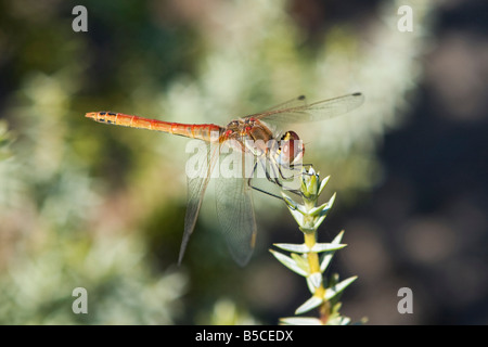 Gemeinsamen männlichen Red-Veined Darter Libelle, Sympetrum Striolatum, Rhodos, Griechenland Stockfoto