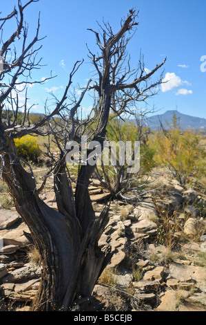 Baum in Arroyo Abiquiu NM Stockfoto