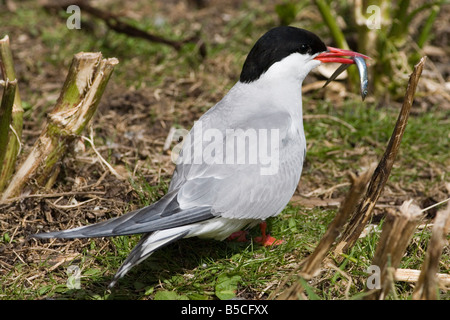 Küstenseeschwalbe - Sterna paradisaea Stockfoto