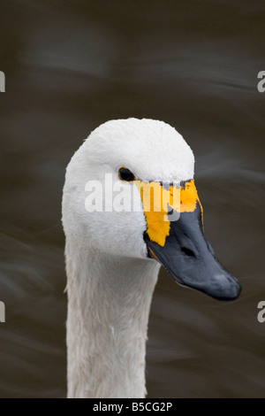 Bewick Schwan - Cygnus columbianus Stockfoto