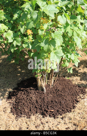 MIT KOMPOST ALS MULCH RUNDE SCHWARZE AKTUELLE BÜSCHE Stockfoto