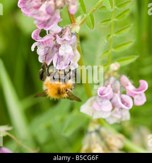 Gemeinsamen Karde Hummel - Bombus pascuorum Stockfoto