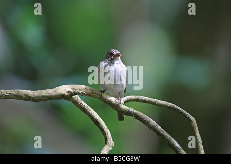 GRAUSCHNÄPPER Muscicapa Striata PERCHING ON BRANCH-Vorderansicht Stockfoto