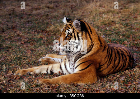 Sibirischer Tiger Stockfoto