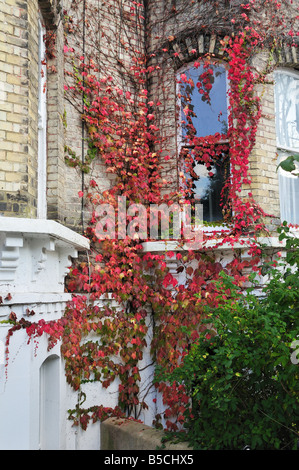 Im Herbst rote und grüne Efeu an einem viktorianischen Haus, Brighton und Hove, East Sussex, England Stockfoto