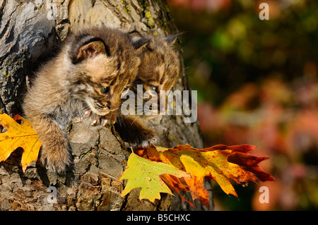 Paar vorsichtig Bobcat Kätzchen Blick aus der Mulde des Baumes mit Herbst Farben Lynx Rufus Minnesota USA Stockfoto