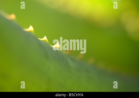 Nahaufnahme von einer Aloe Spp - Kirstenbosch National Botanical Gardens, Cape Town, South Africa Stockfoto