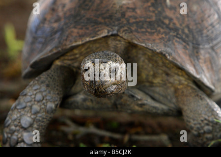 Pantherschildkröte (Geochelone Pardalis) - De Hoop Nature Reserve, Western Cape, Südafrika Stockfoto