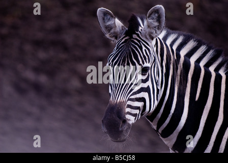 Porträt eines Zebras Stockfoto