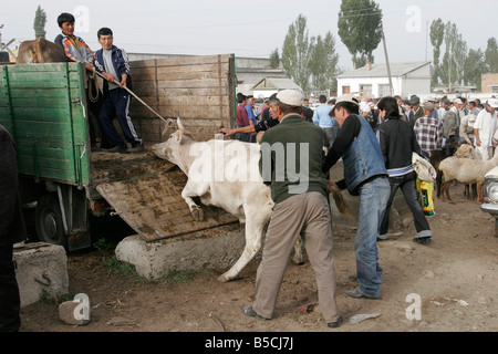 Laden-Kuh auf dem LKW, tierische Sonntagsmarkt in Karakol, Kirgisistan, Zentralasien Stockfoto