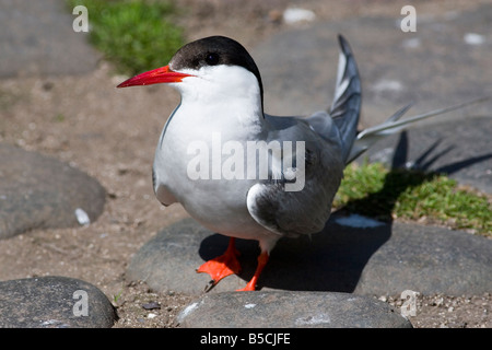 Küstenseeschwalbe - Sterna paradisaea Stockfoto