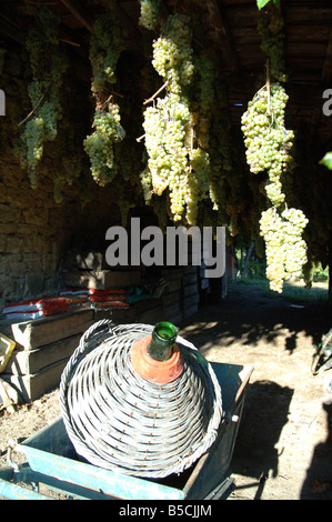 Trauben trocknen um vin Santo Wein produzieren Stockfoto