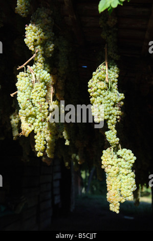 Trauben trocknen um vin Santo Wein produzieren Stockfoto