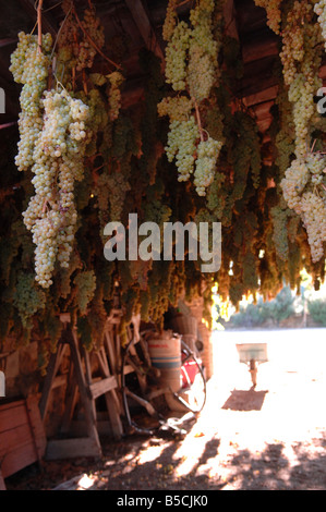 Trauben trocknen um vin Santo Wein produzieren Stockfoto