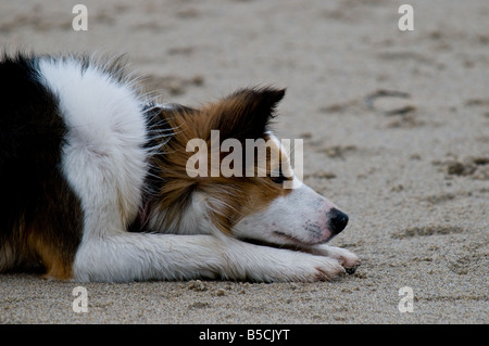 Ein junger Border-Collie an einem Strand.  P Stockfoto