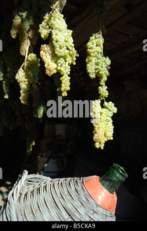 Trauben trocknen um vin Santo Wein produzieren Stockfoto