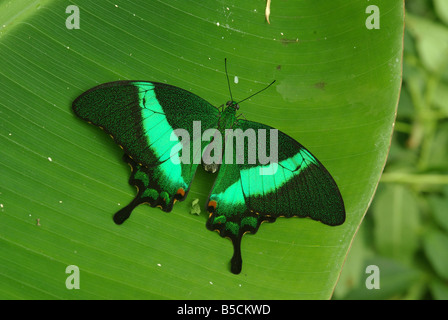Papilio Palinurus, ein grüner Schwalbenschwanz-Schmetterling. Stockfoto
