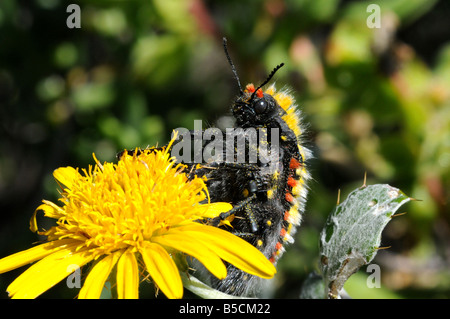 Juwel-Käfer, Julodes SP. auf Berkheya La Stockfoto