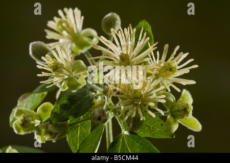 Traveller s Freude oder Greis s Bart Clematis Vitalba blüht Dorset Stockfoto