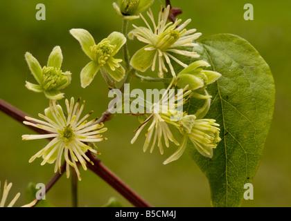 Traveller s Freude oder Greis s Bart Clematis Vitalba blüht Dorset Stockfoto