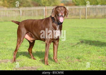 Deutscher Kurzhaariger Vorstehhund männlich 9 Jahre alt Stockfoto