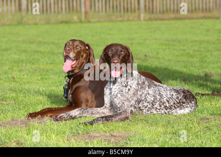 Deutscher Kurzhaariger Vorstehhund Stockfoto