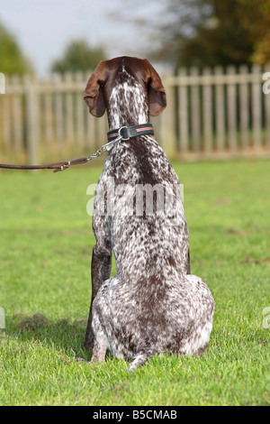 Deutscher Kurzhaariger Vorstehhund an Leine Stockfoto