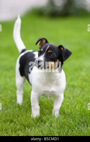 Jack Russell Terrier Welpe 4 Monate tricolor Stockfoto