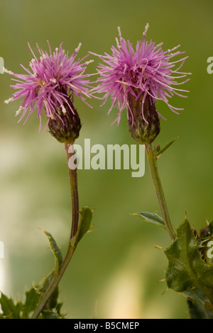 Schleichende Distel Cirsium Arvense in Blüte verbreitet Unkraut Dorset Stockfoto