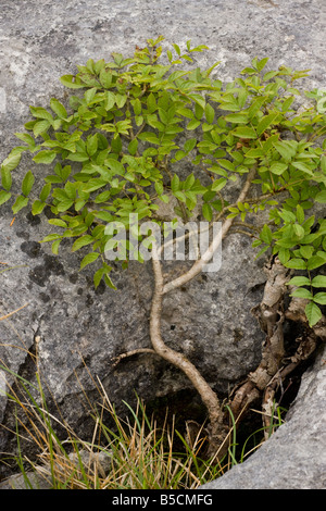 Sehr Zwerg Asche Baum Fraxinus Excelsior wächst in einen Gryke Spalt in Kalkstein Pflaster Gangart Barrows NNR Cumbria Stockfoto