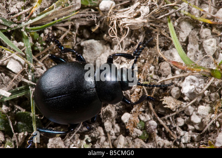 Blutige Nase Käfer Timarcha Tenebricosa auf Kreide Downland Hants Stockfoto
