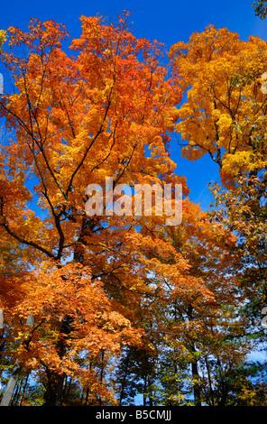 Fall colours near Omemee in Ontario, Canada Stockfoto