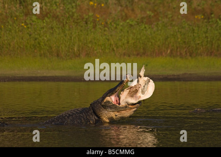 Alligator Essen eine große Schildkröte Stockfoto