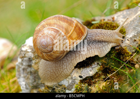 Burgund Schnecke römische Schnecke Helix pomatia Stockfoto