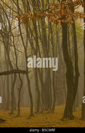 Buche und Hainbuche Wald im Nebel breiten in der Nähe von Sigishoara Siebenbürgen Rumänien Stockfoto