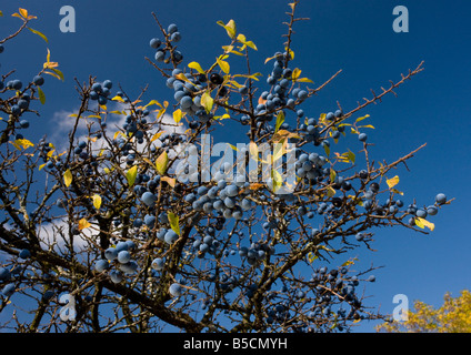 Schlehen oder Schlehe Prunus Spinosa Frucht Herbst Rumänien Stockfoto