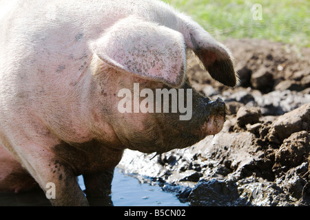 Schweine suhlen In schlammigen Pfütze Stockfoto