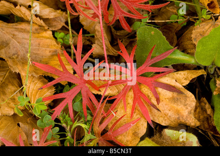 Blätter der blutigen Storchschnabel Geranium Sanguineum zeigt Herbstfärbung Rumänien Stockfoto