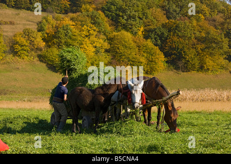 Heu-Sammlung mit Pferden und Wagen in Bereichen unterhalb des alten Dorfes von Malmkrog sächsischen Dörfer Siebenbürgen Rumänien Stockfoto