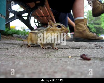 Ein Eichhörnchen huscht um die Füße der Besucher des Parks auf der Suche nach Nahrung Stockfoto