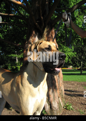 Eine Deutsche Dogge eine der größeren Arten von Haushunden. Stockfoto